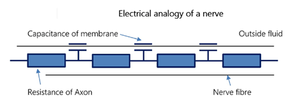 electrical analogy of nerve fibre