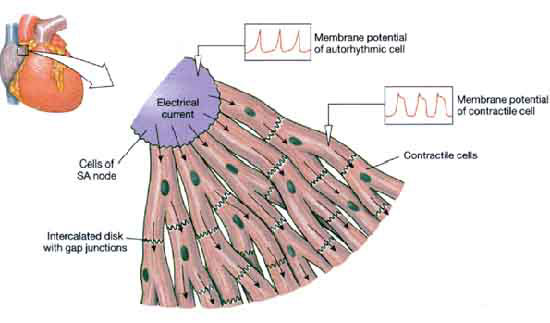 action-potential