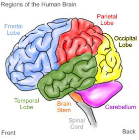 The Brain