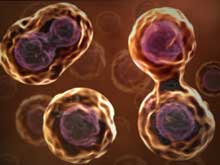 cell division
