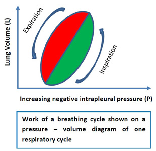 Breathing Cycle