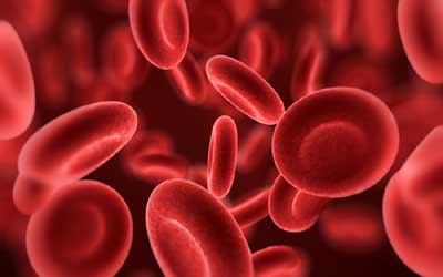 LAB produced red blood cells are set to be transfused into humans by 2017